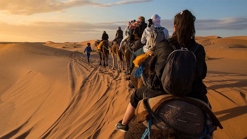 https://www.cfinsdev.com/wp-content/uploads/2024/08/camels-listing.jpg
